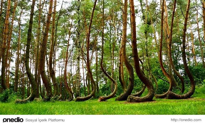 Doğaya Tekrar Tekrar Hayran Olmanızı Sağlayacak Dünyanın En Acayip 14 Ormanı