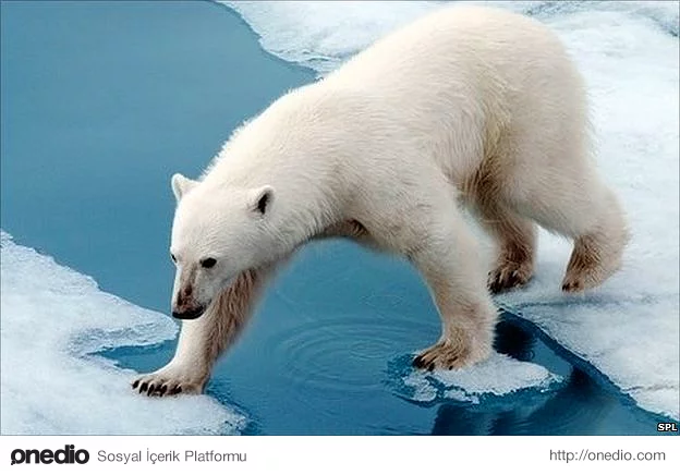 Peki tüm kutup ayılarının solak olduğunu biliyor muydunuz?