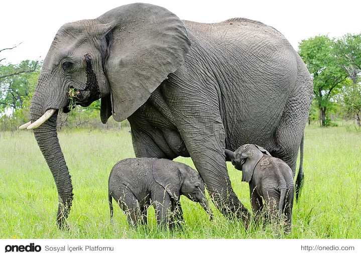 Filler, sırtlarındaki deri kıvrımlarını sivrisinekleri ezmek için kullanırlar.