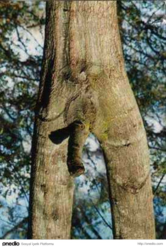 Стоит голая за деревом фото