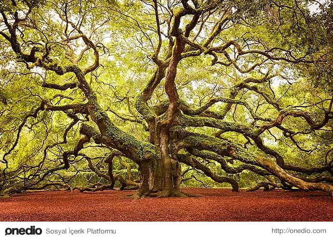 17. Güney Karolina’da kök salmış harika melek meşesi ağacı